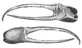 Uca leptodactyla thumbnail