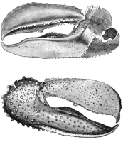 Uca maracoani thumbnail