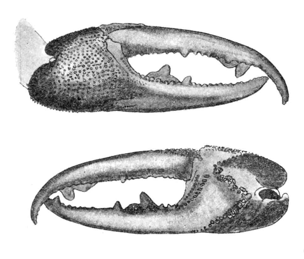 Uca pugnax brasiliensis: Oliveira (1939) image