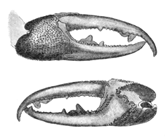 Uca pugnax brasiliensis thumbnail