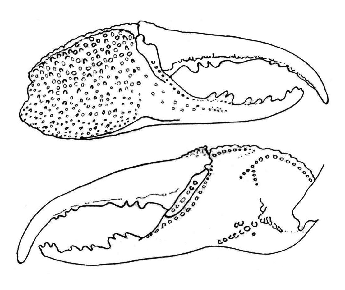Uca pugnax rapax: Oliveira (1939) image
