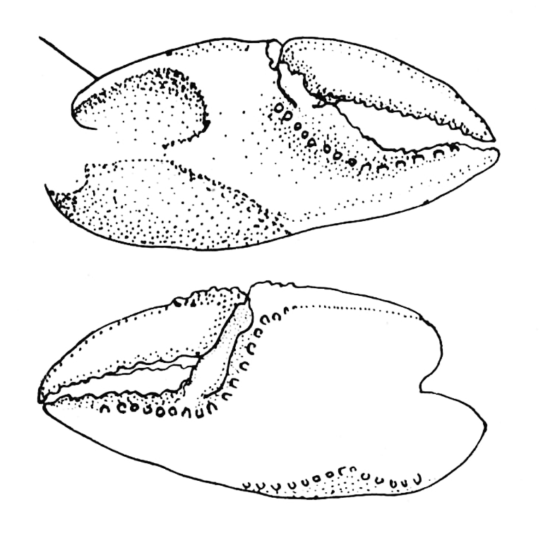 Uca salsisitus: Oliveira (1939) image