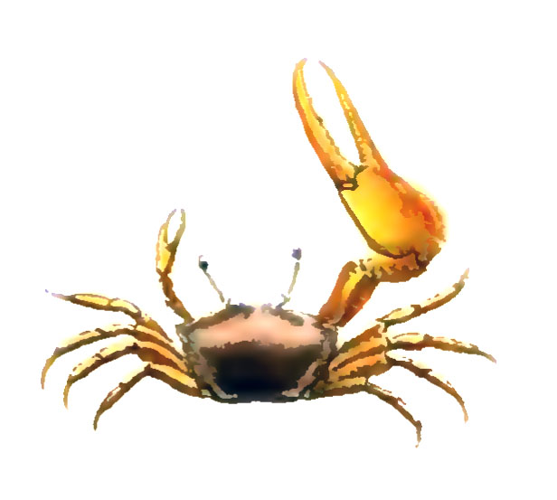Gelasimus minor: Owen (1839) image