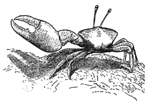 Uca forcipata thumbnail