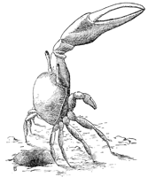 Uca pugilator thumbnail