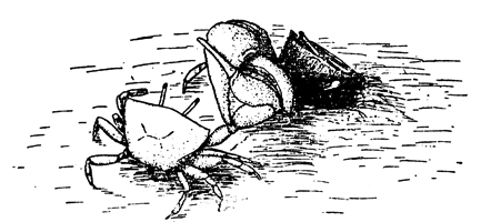 Uca pugilator thumbnail