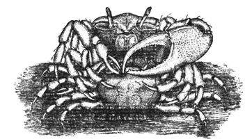 Uca pugilator thumbnail