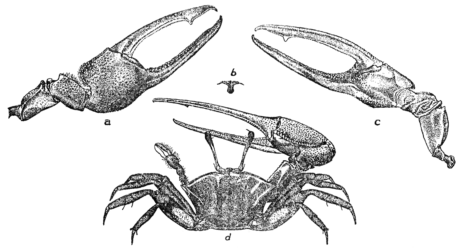 Uca rathbunæ : Pearse (1912) image