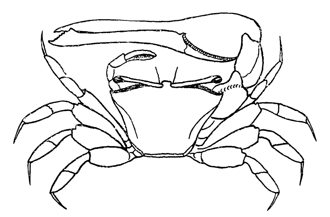 Uca coarctata: Pesta (1918) image
