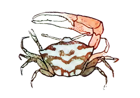 Uca gaimardi thumbnail