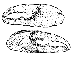 Uca iranica thumbnail