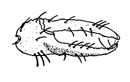 Uca iranica: Saher <em>et al.</em> (2014) image