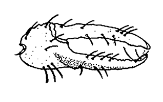 Uca iranica thumbnail