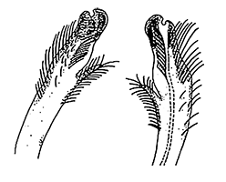 Uca iranica thumbnail