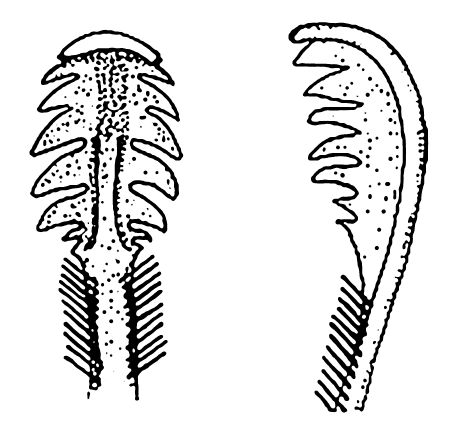 Uca iranica: Saher <em>et al.</em> (2014) image