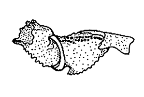 Uca iranica thumbnail