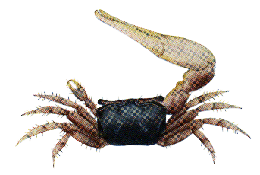 Gelasimus lacteus: Sakai (1939) image