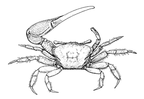 Uca longisignalis thumbnail