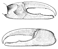 Uca longisignalis thumbnail