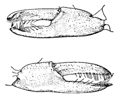 Uca longisignalis thumbnail