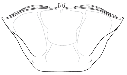 Tubuca urvillei thumbnail