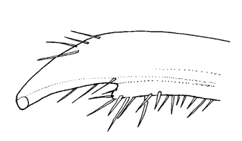 Uca boninensis thumbnail