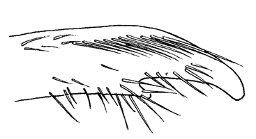 Uca boninensis thumbnail
