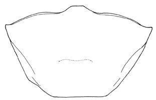 Uca boninensis thumbnail