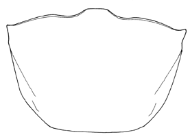 Uca boninensis thumbnail