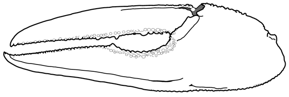 Uca formosensis thumbnail