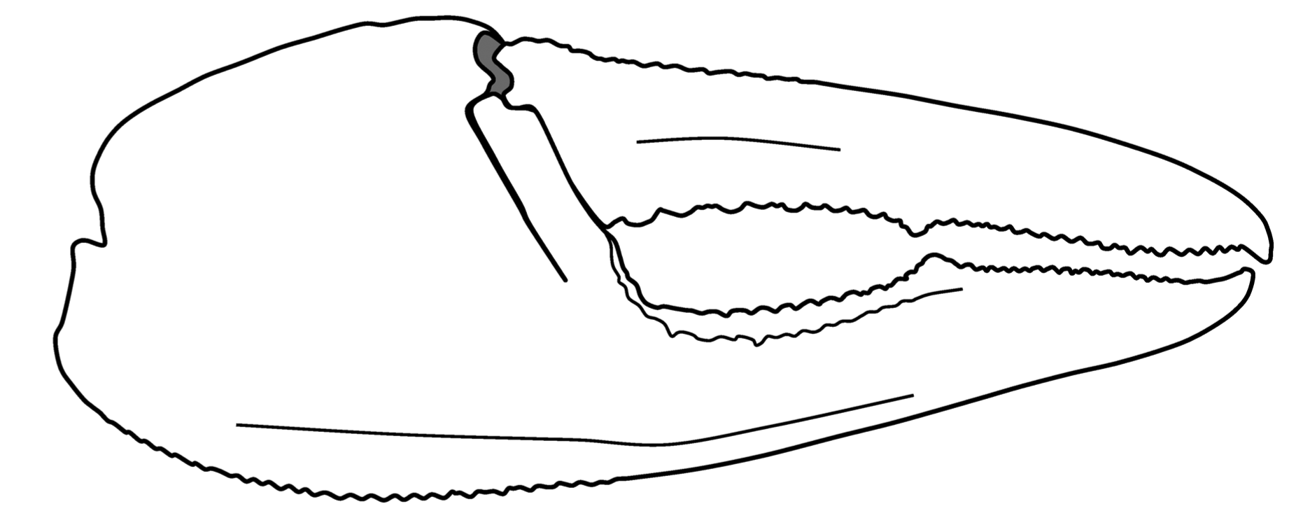 Uca longidigitum: Shih (2015) image