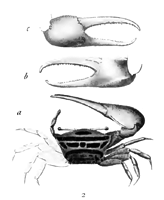 Gelasimus splendidus thumbnail