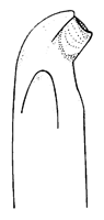 Uca marguerita thumbnail