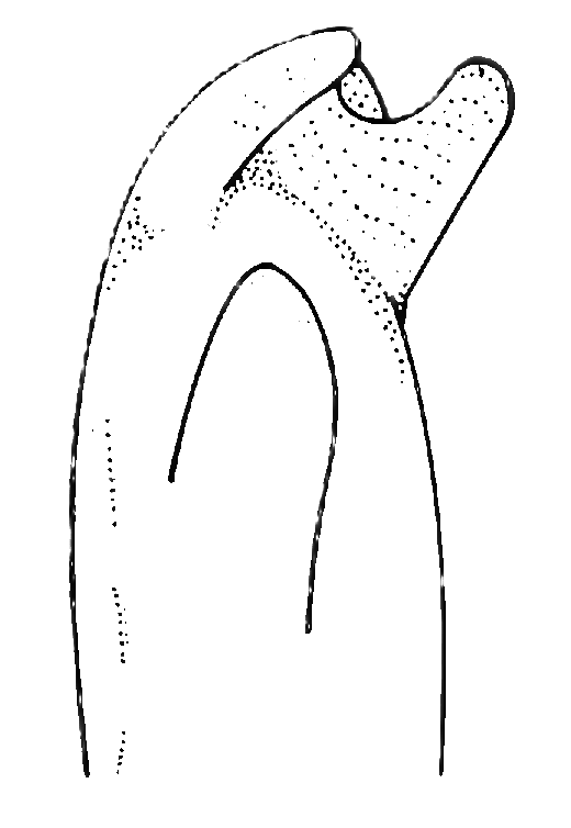Uca rapax: Thurman (1981) image