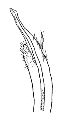 Gelasimus triangularis: Tweedie (1937) image