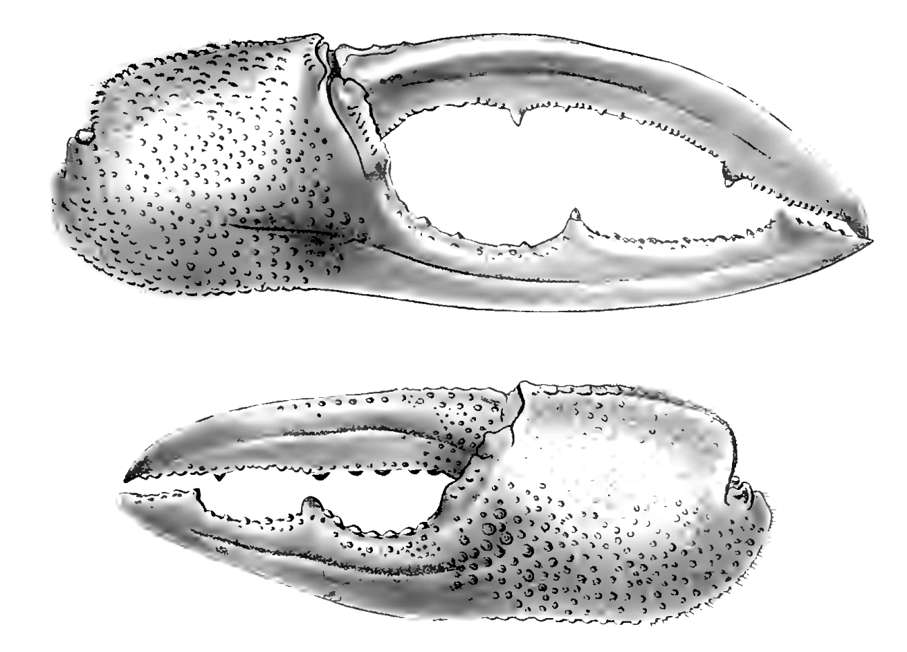 Gelasimus arcuatus: De Man (1891) image