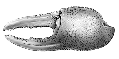 Gelasimus forcipatus thumbnail