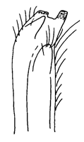 Uca rapax thumbnail