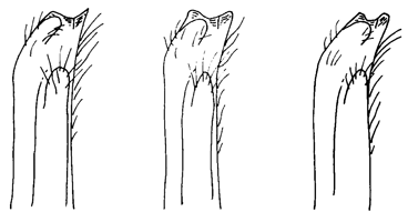 Uca victoriana thumbnail