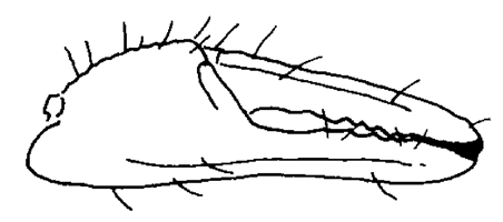 Uca victoriana thumbnail