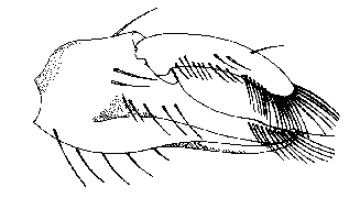 Uca panamensis thumbnail