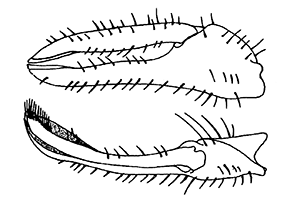 Uca stylifera thumbnail