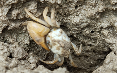 Photo of Minuca argillicola