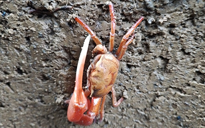 Photo of Minuca brevifrons