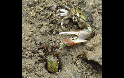 Photo of Leptuca dorotheae