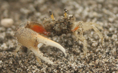Photo of Leptuca limicola