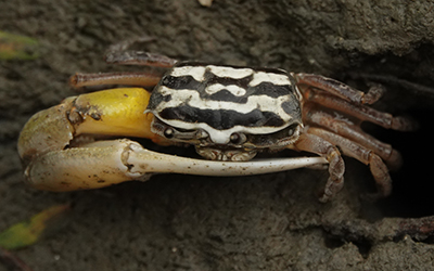 Photo of Austruca perplexa