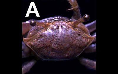 Photo of Leptuca pygmaea