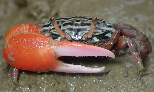 Photo of Paraleptuca splendida