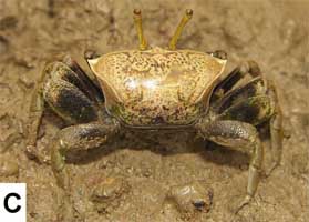 Tubuca acuta thumbnail